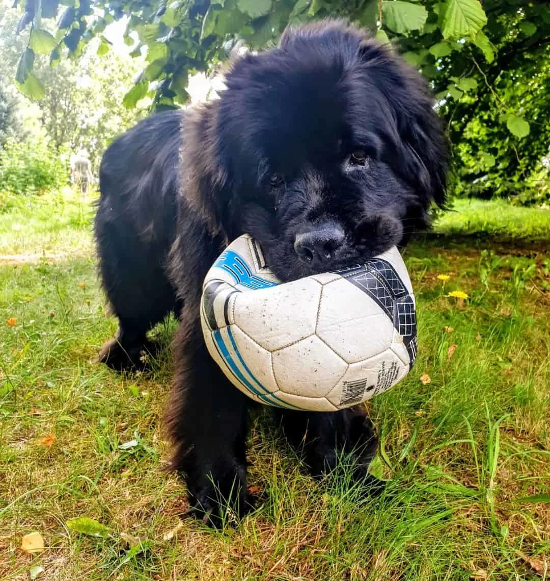 Newfoundlands keep the ball in their mouth