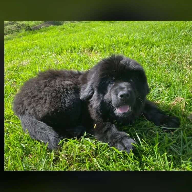 Newfoundlands puppy lies on the grass