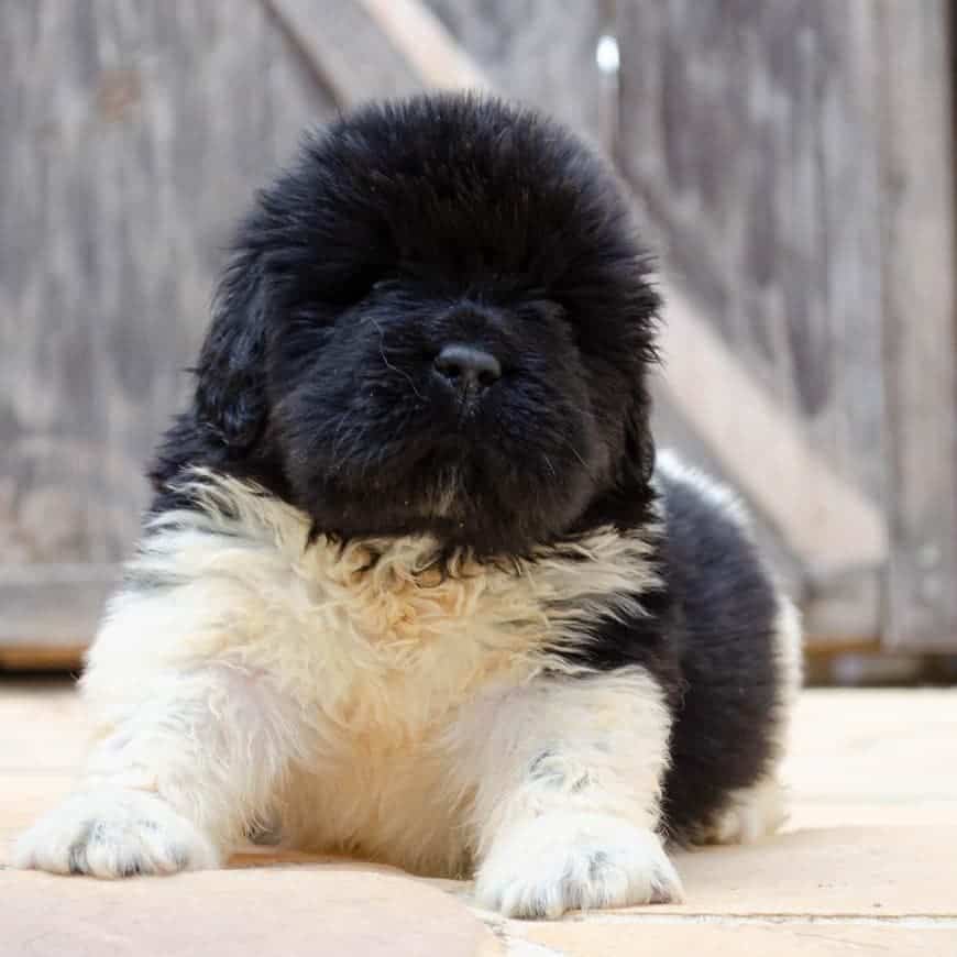 Newfoundlands puppy sitting and looking at the camera
