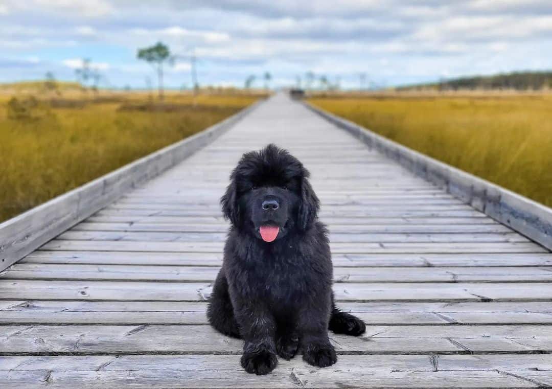 Newfoundlands sits on a wooden base