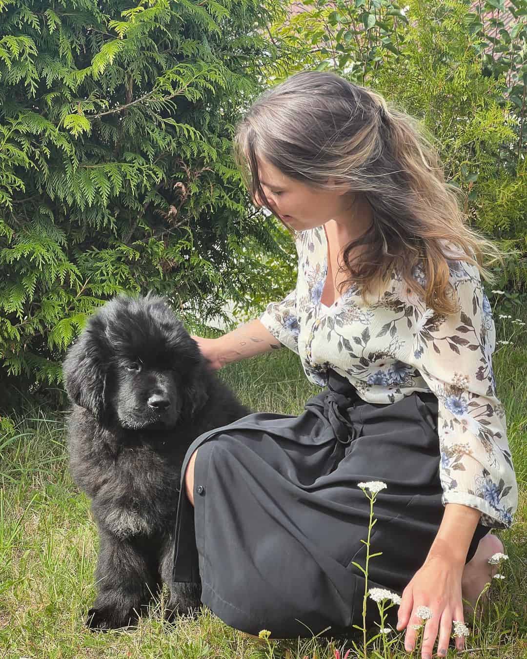 Newfoundlands sits while the woman pet him