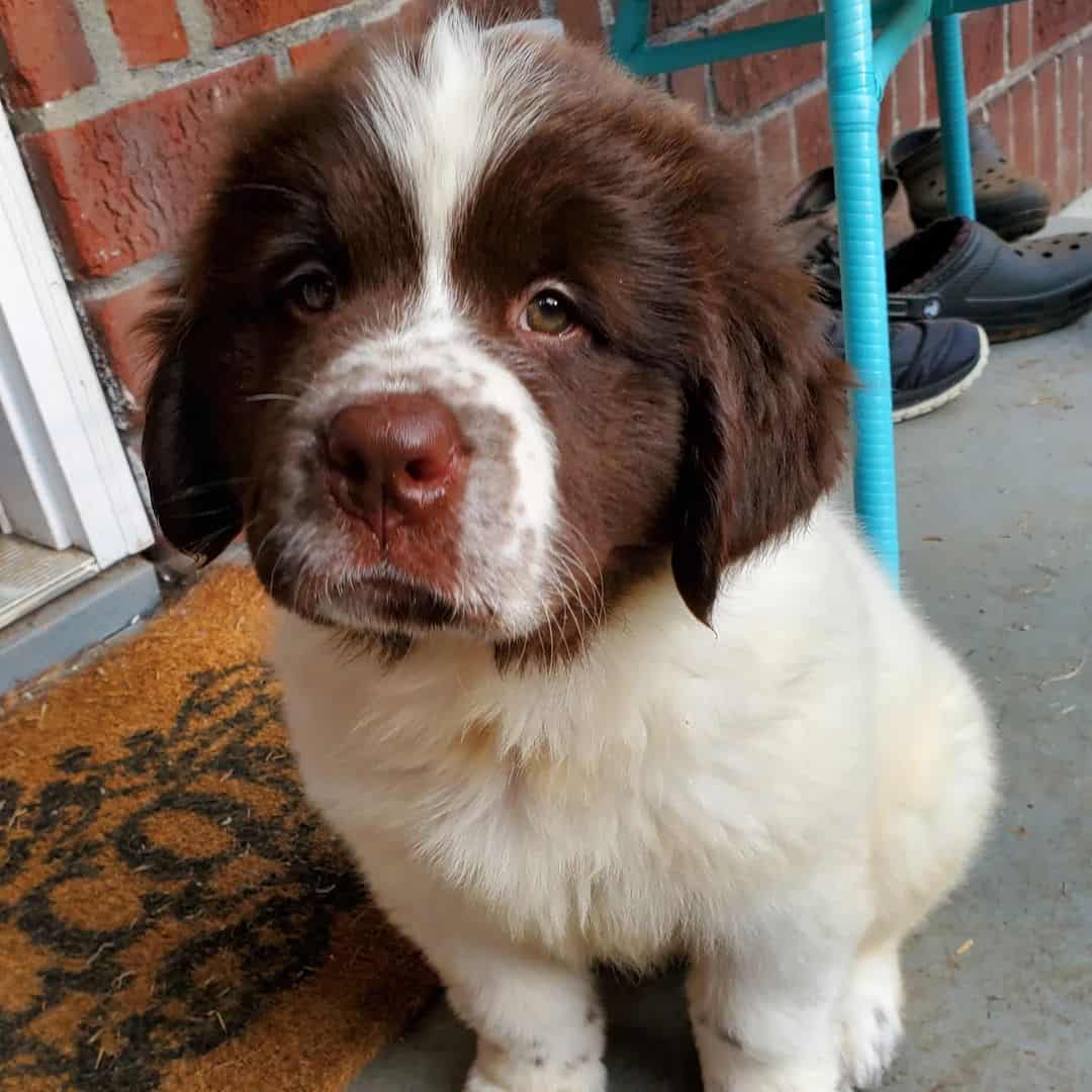 Newfoundlands sitting on the pavement