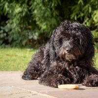 cockapoo laying outdoor with treat