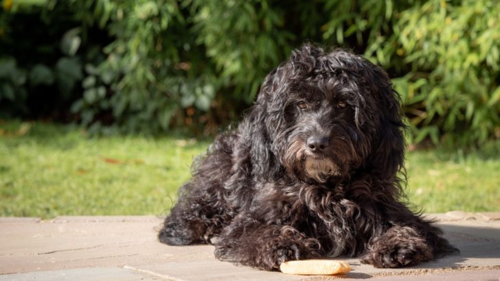 Our Top 10 Picks For The Best Dog Food For Cockapoos