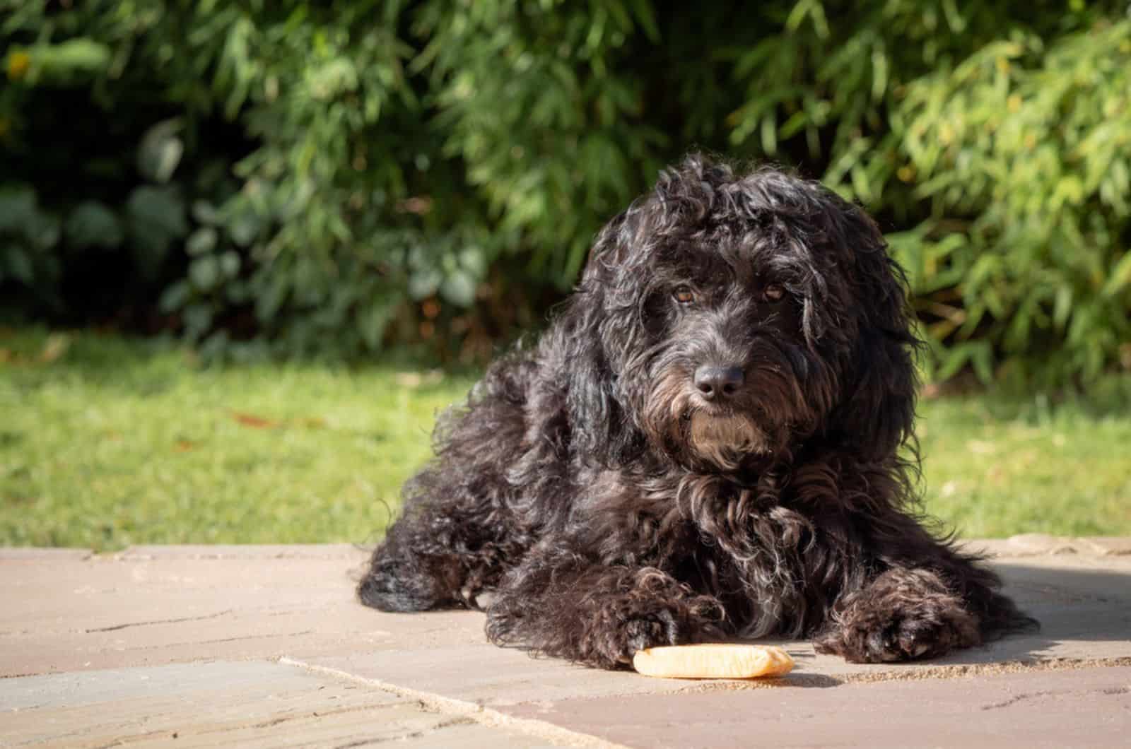 cockapoo laying outdoor with treat