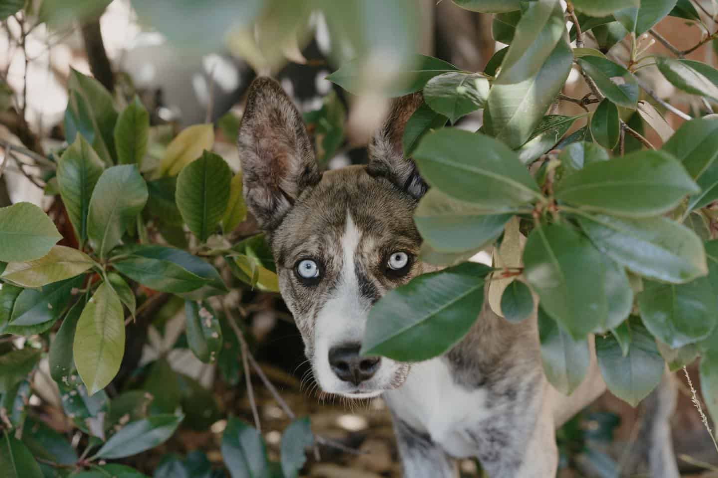 Pitsky dog standing behind the tree