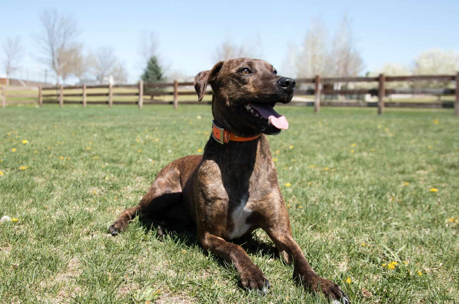 Plott Hound