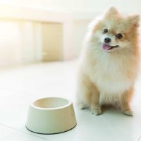 pomeranian dog sitting beside empty bowl