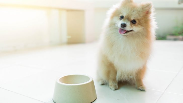 Pomeranian Feeding Chart: How Much Food Does This Pup Need?