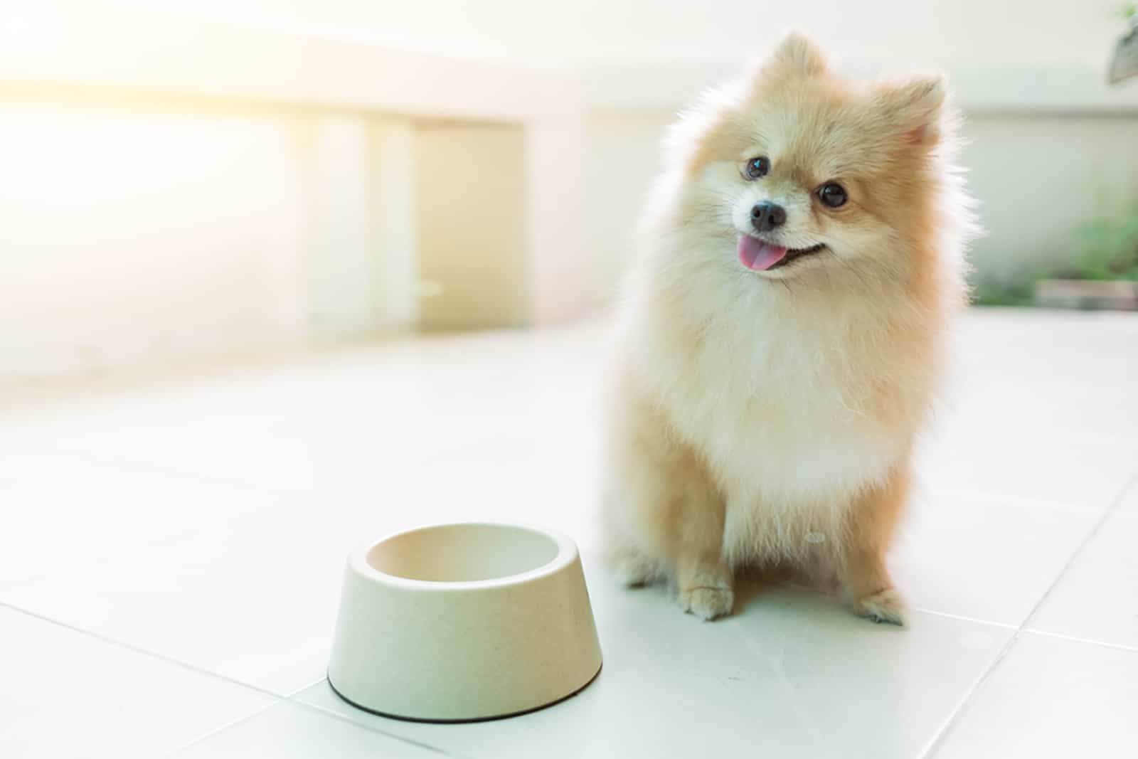 pomeranian dog sitting beside empty bowl