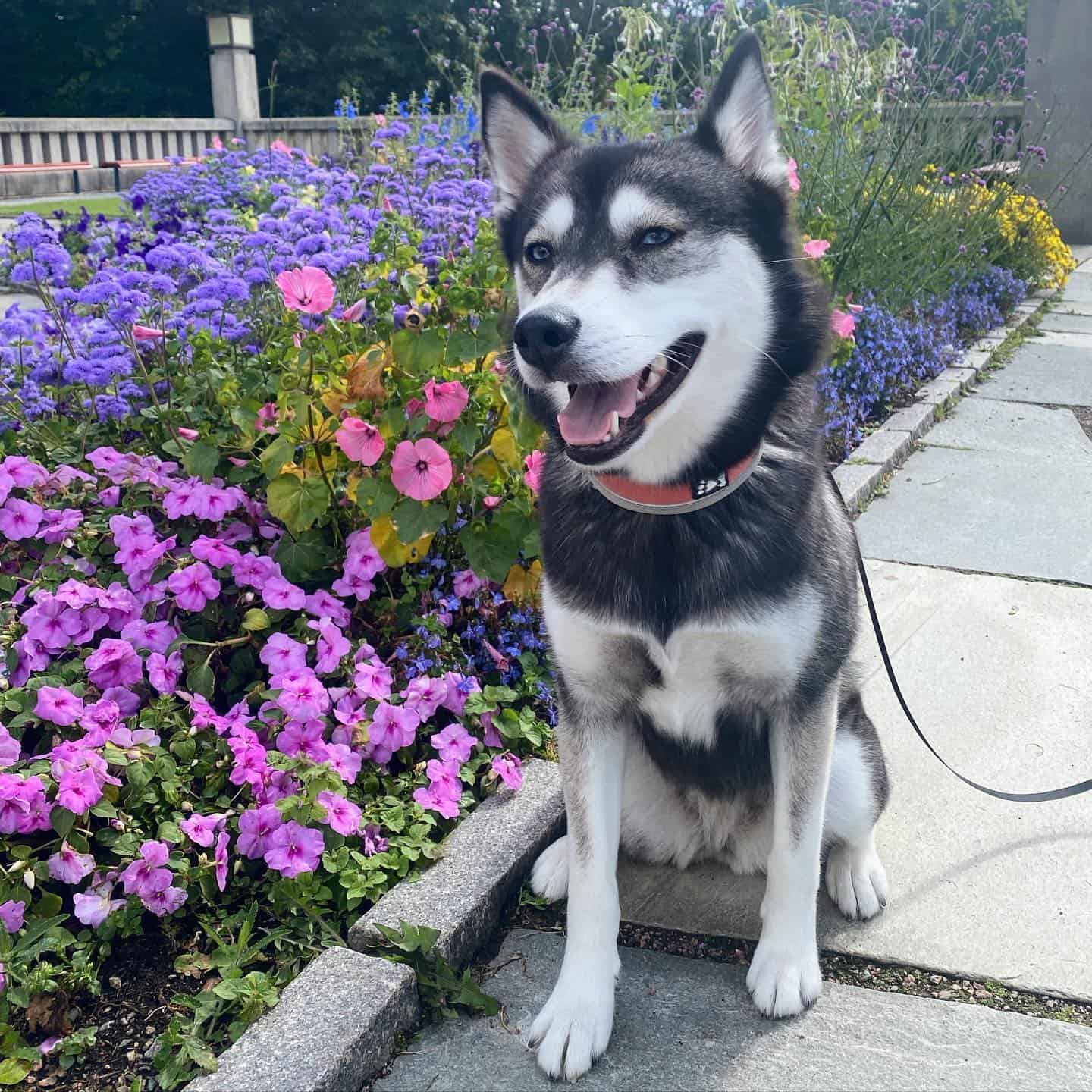 Pomsky in the flower garden