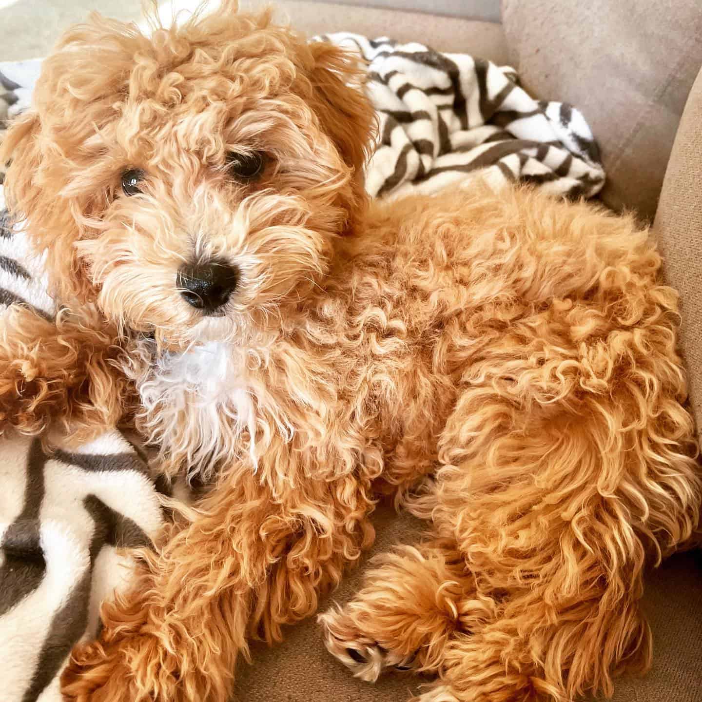 Poochon laying on the couch