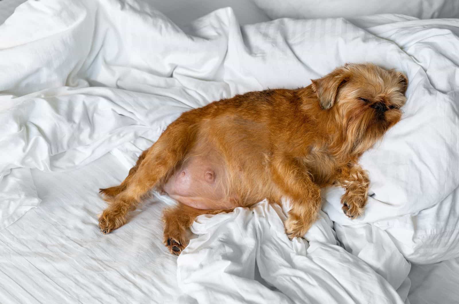 Pregnant dog lying in bed