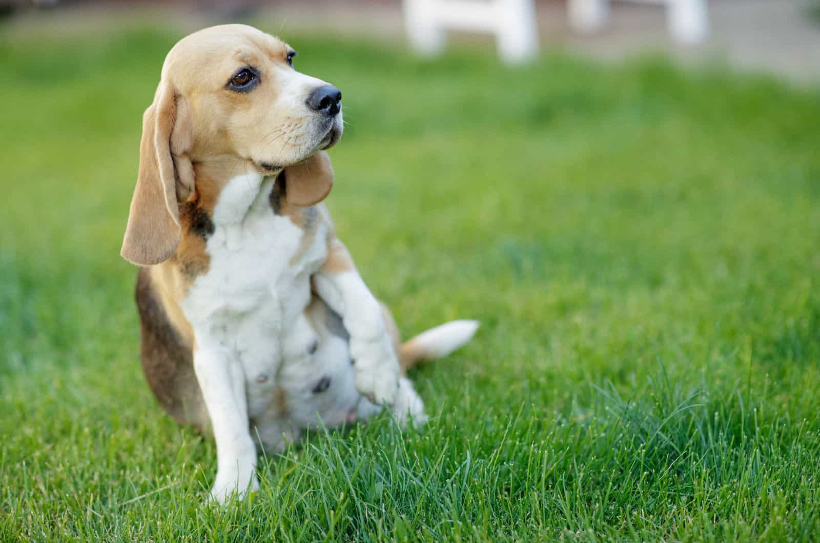 Pregnant dog siitting on grass