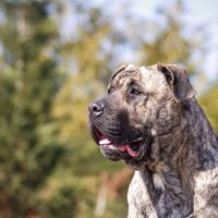 presa canario dog