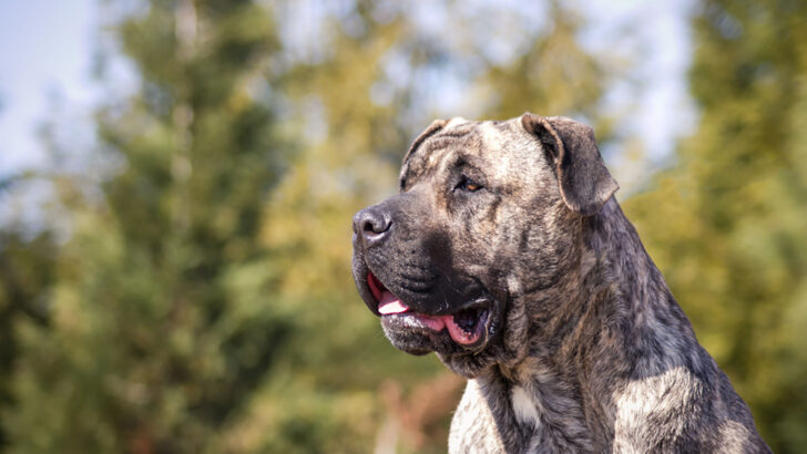 Presa Canario Feeding Chart: The Best Diet For This Big Dog