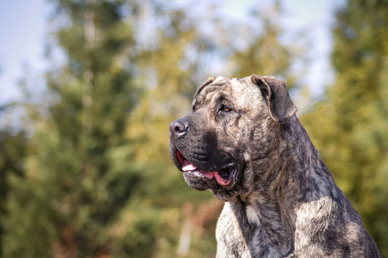 presa canario dog