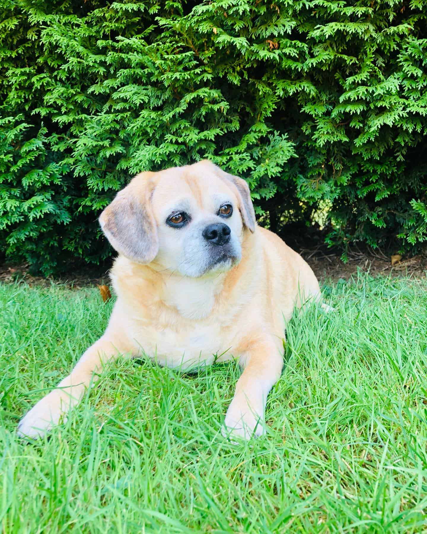Puggle on the grass