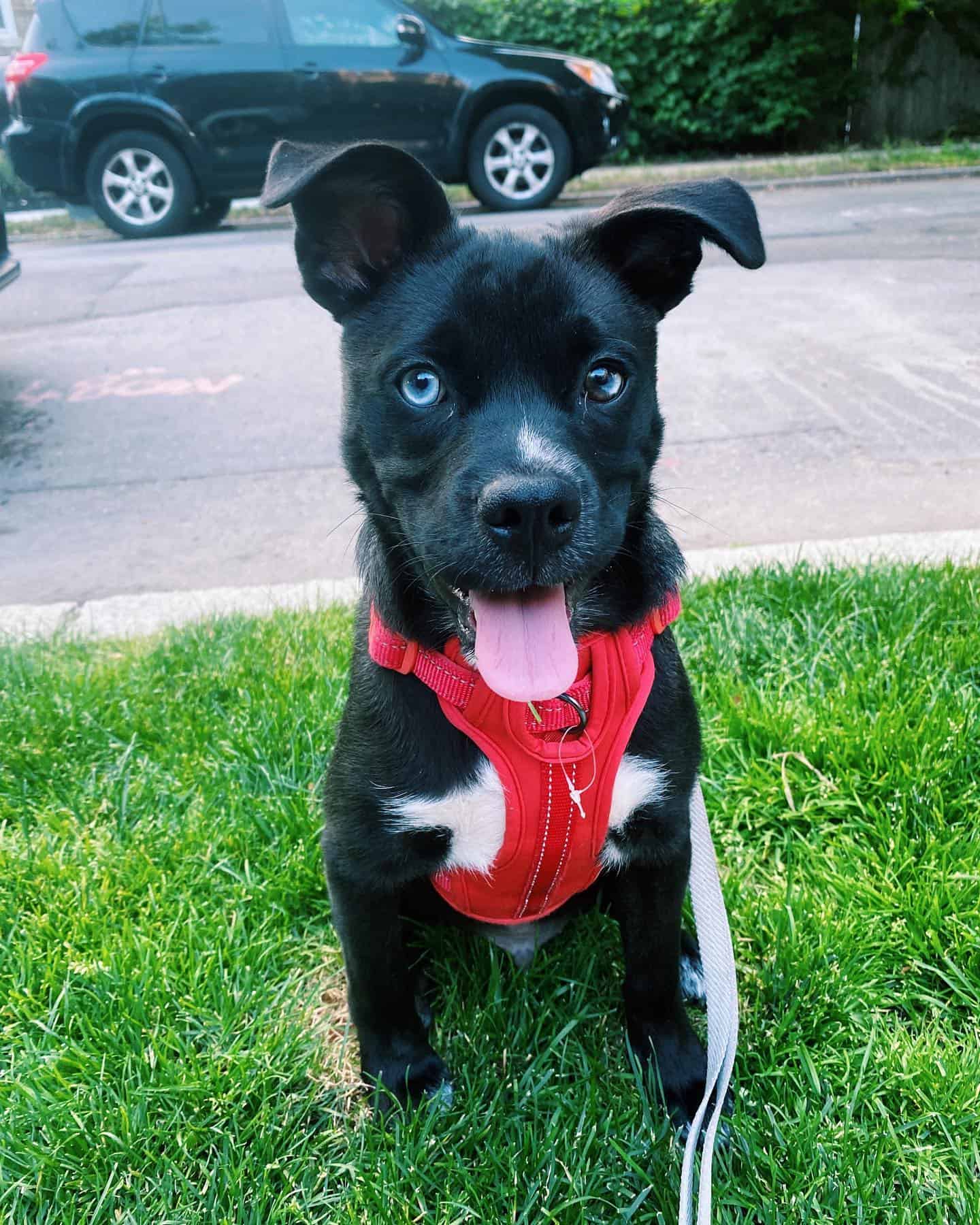 Pugsky on the green grass