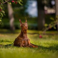 Red Doberman sitting on grass