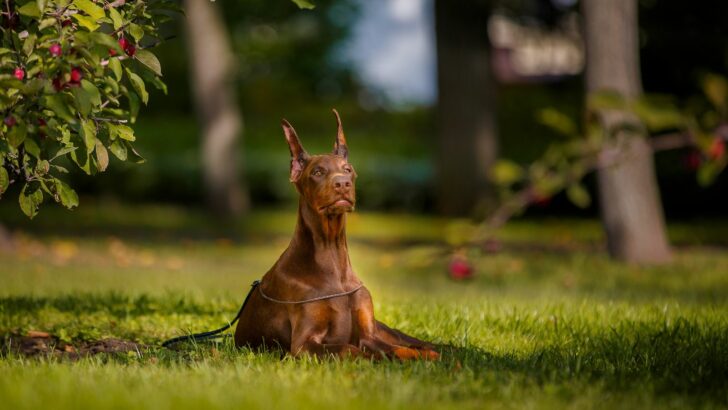 Red Doberman sitting on grass