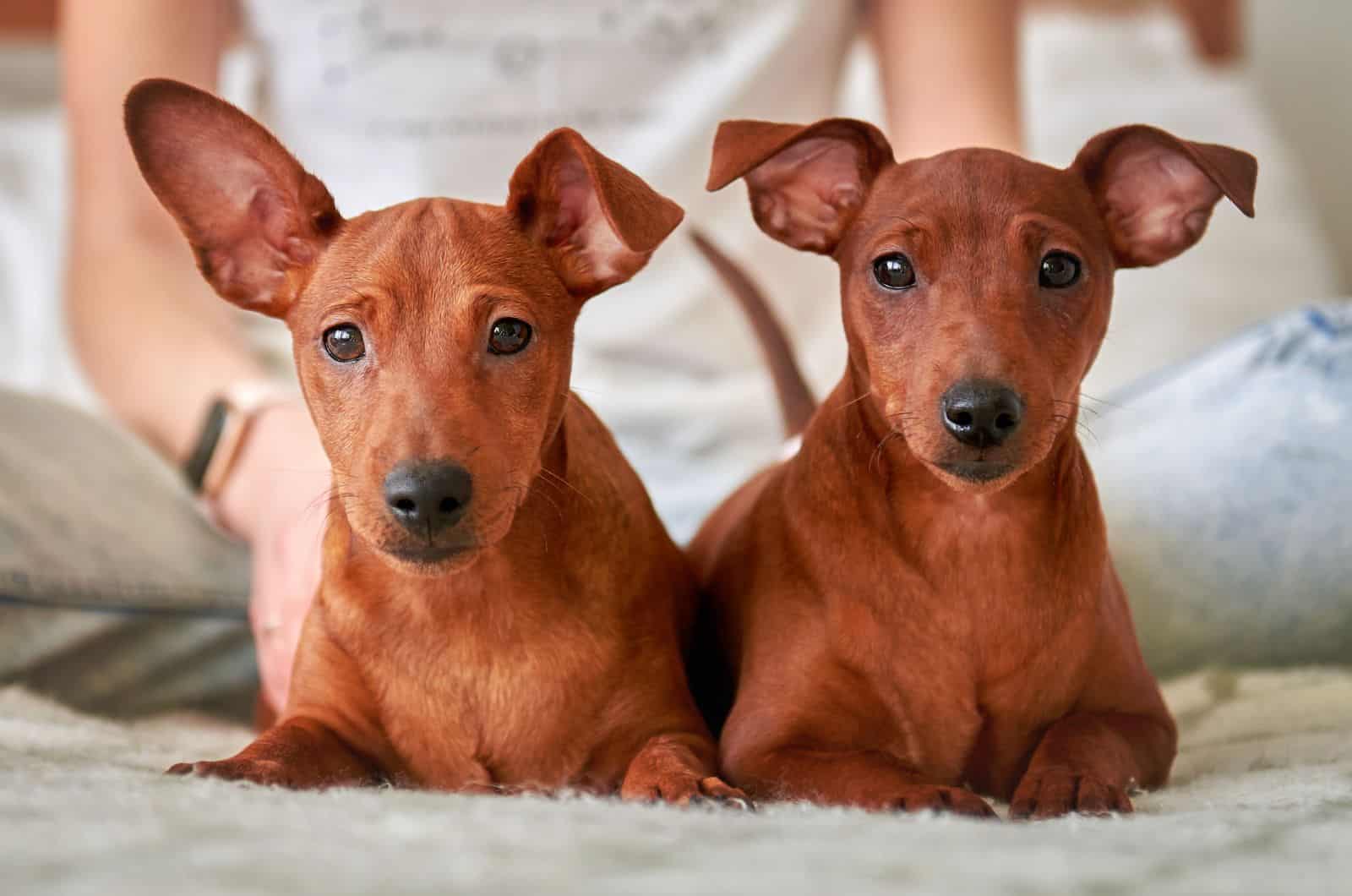 Red Doberman puppies