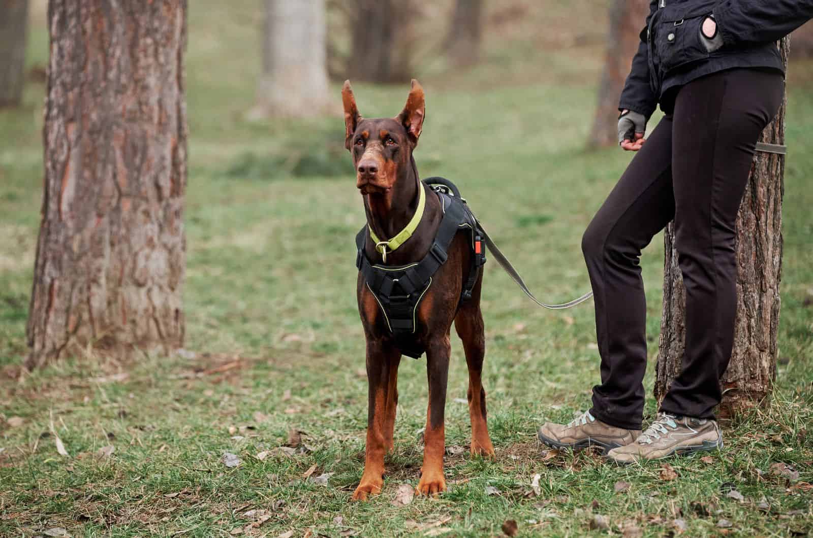 Red Doberman standing by owner