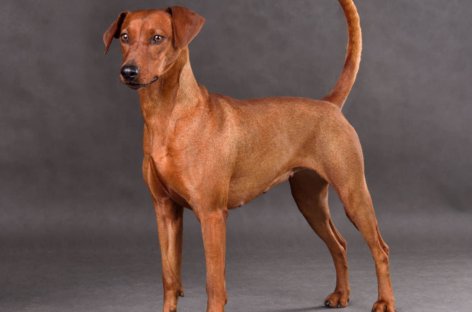 Red Doberman standing in studio