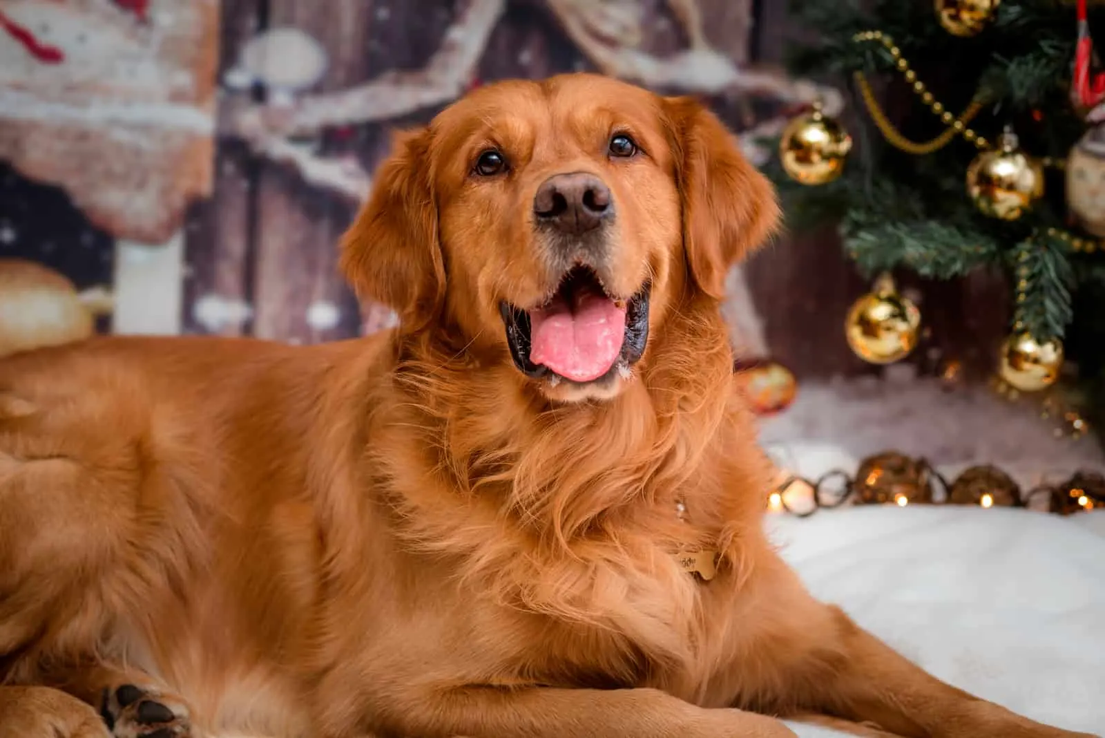 Red Golden Retriever sitting with christmas decorations in background