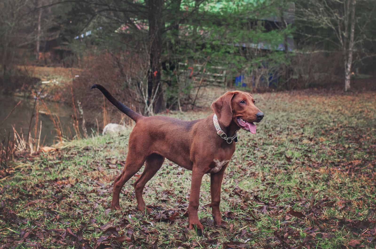 Redbone Coonhound