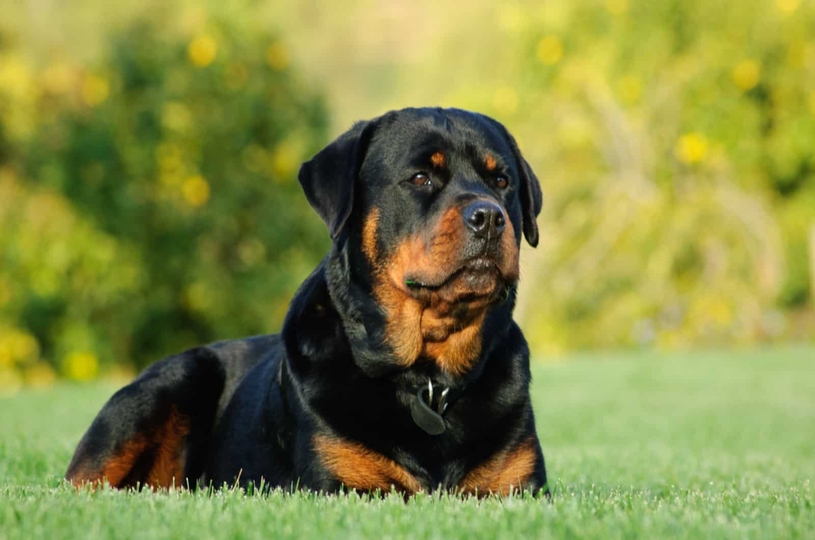 are there 2 different types of rottweilers