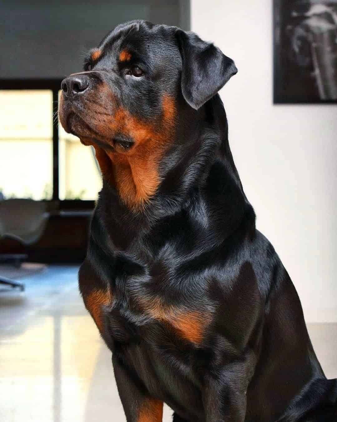 Rotterman dog