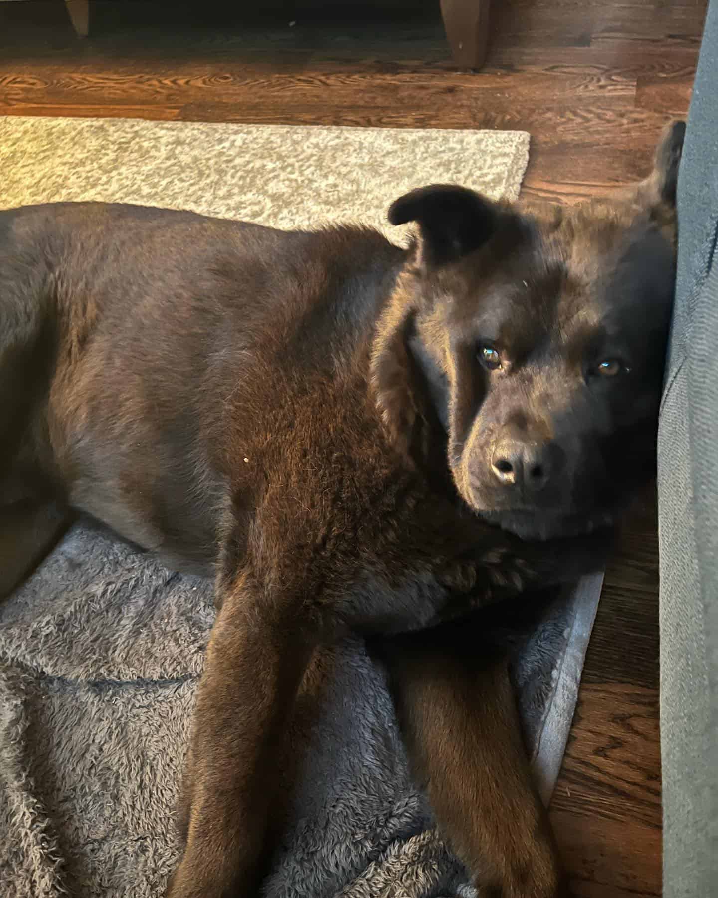 Rottie Chow laying on the floor