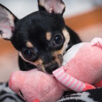 rottweiler chihuahua mix