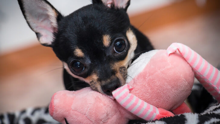 Rottweiler Chihuahua Mix: A Gentle Giant Or A Bold Minnie?