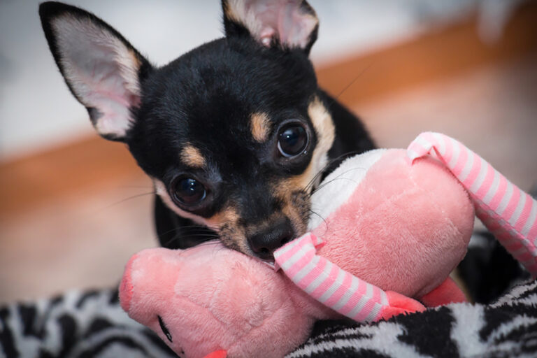 rottweiler chihuahua mix