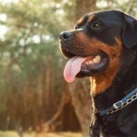 portrait of a rottweiler