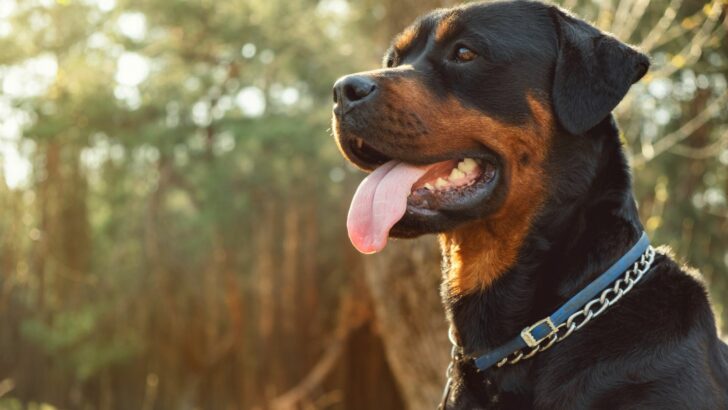 Rottweiler Price: The Cost Of Owning These Gentle Giants