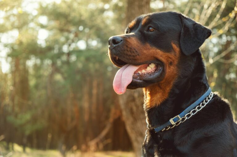 portrait of a rottweiler