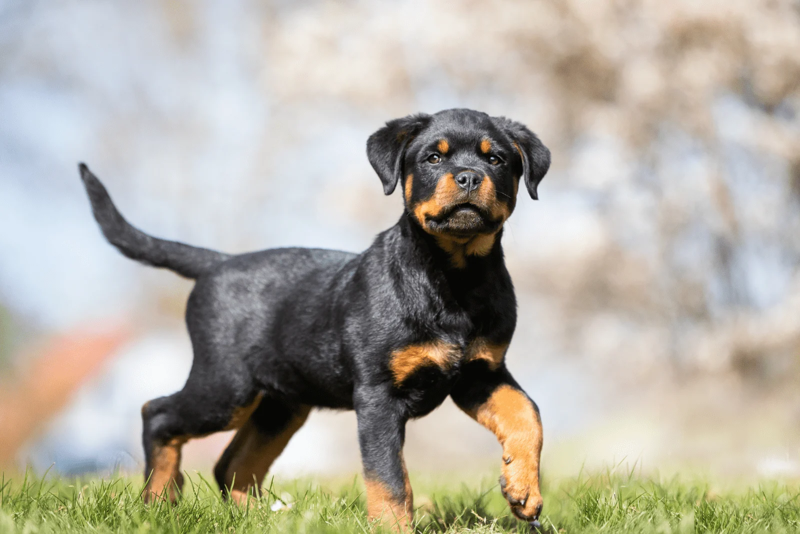 Rottweiler puppy standing on the grass
