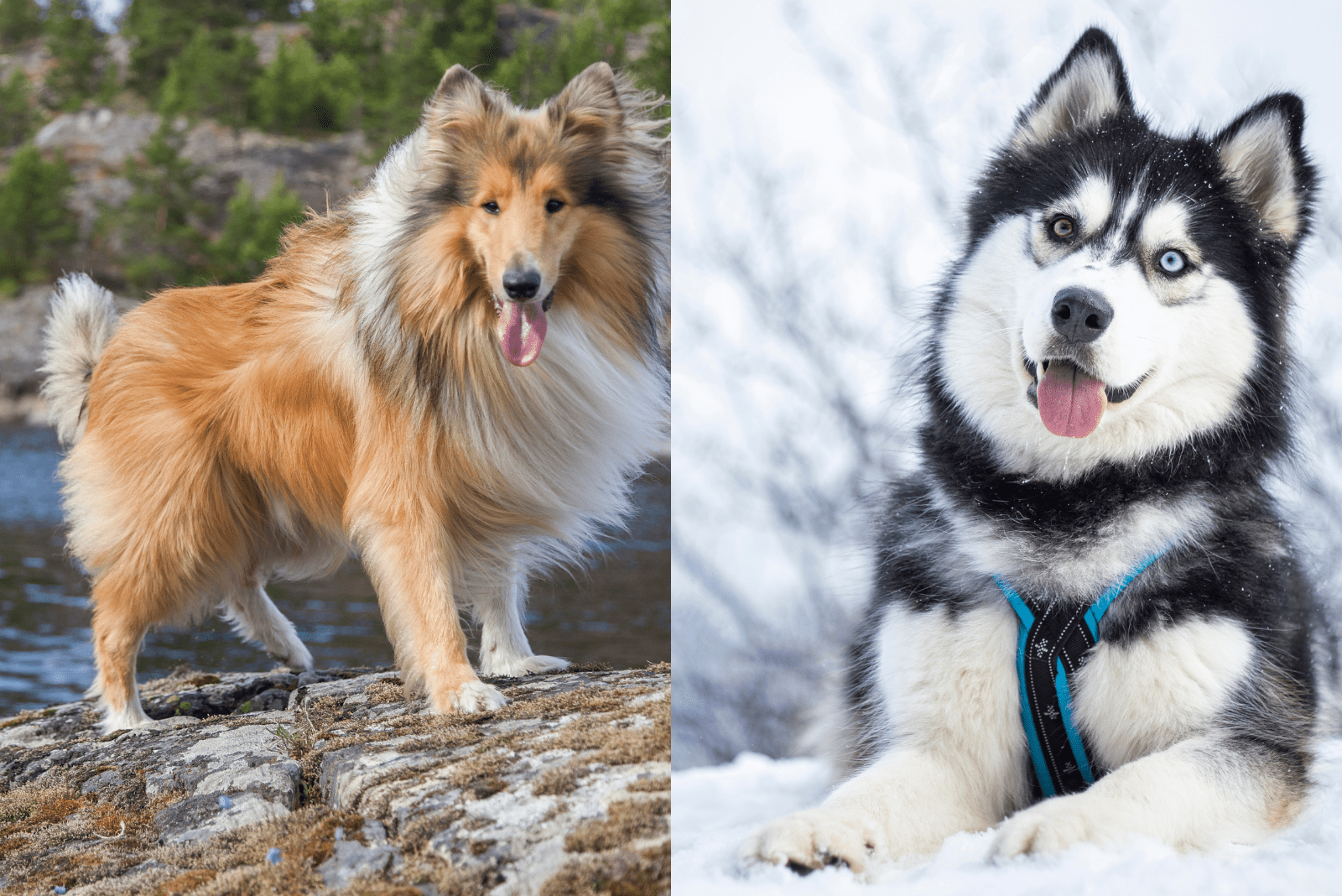 Rough Collie and Alaskan Malamute