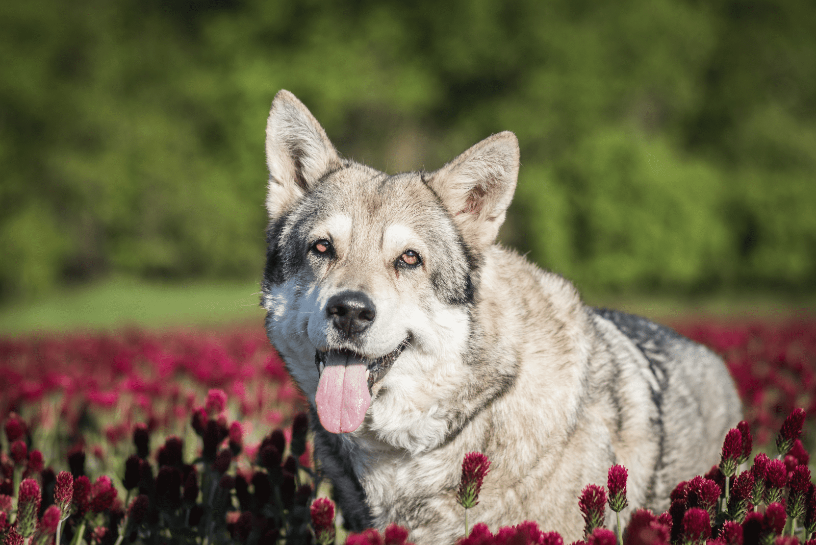 Saarloos Wolfdog lies in flowers