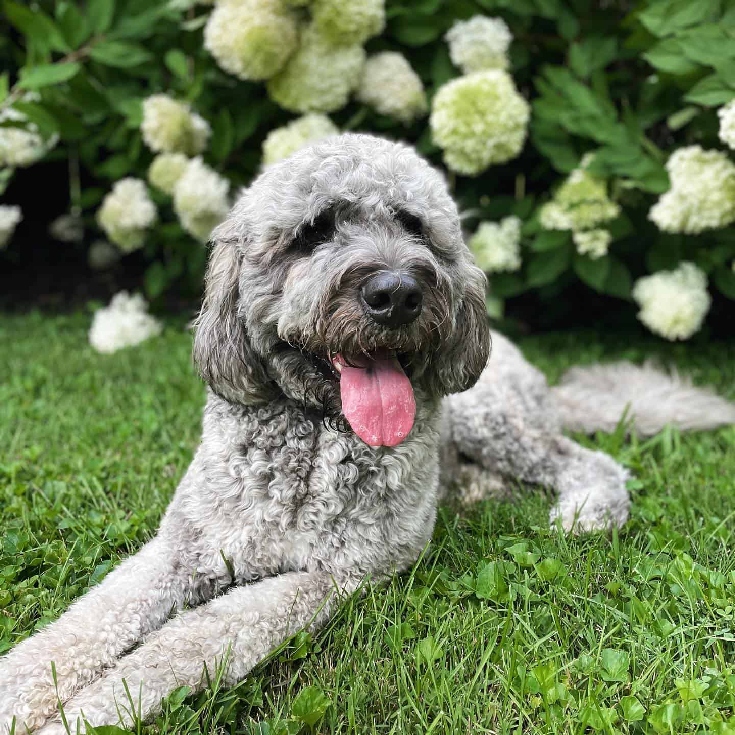 Saint Berdoodle in the garden