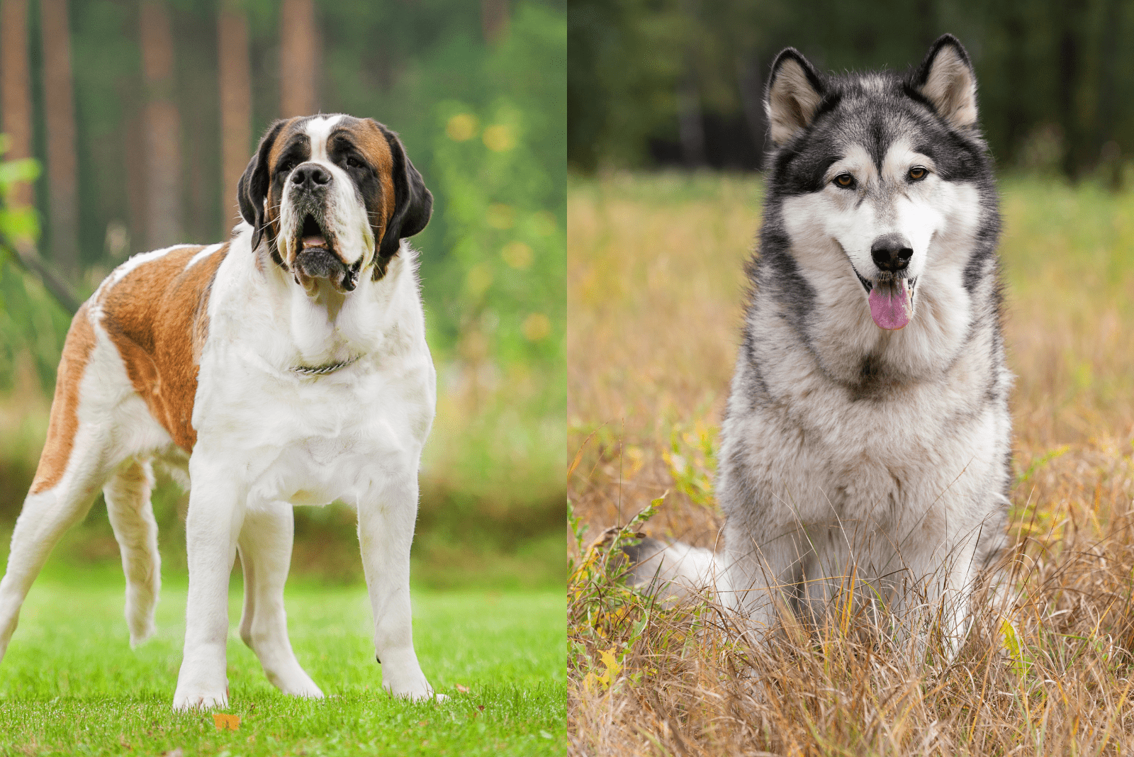 Saint Bernard and Alaskan Malamute