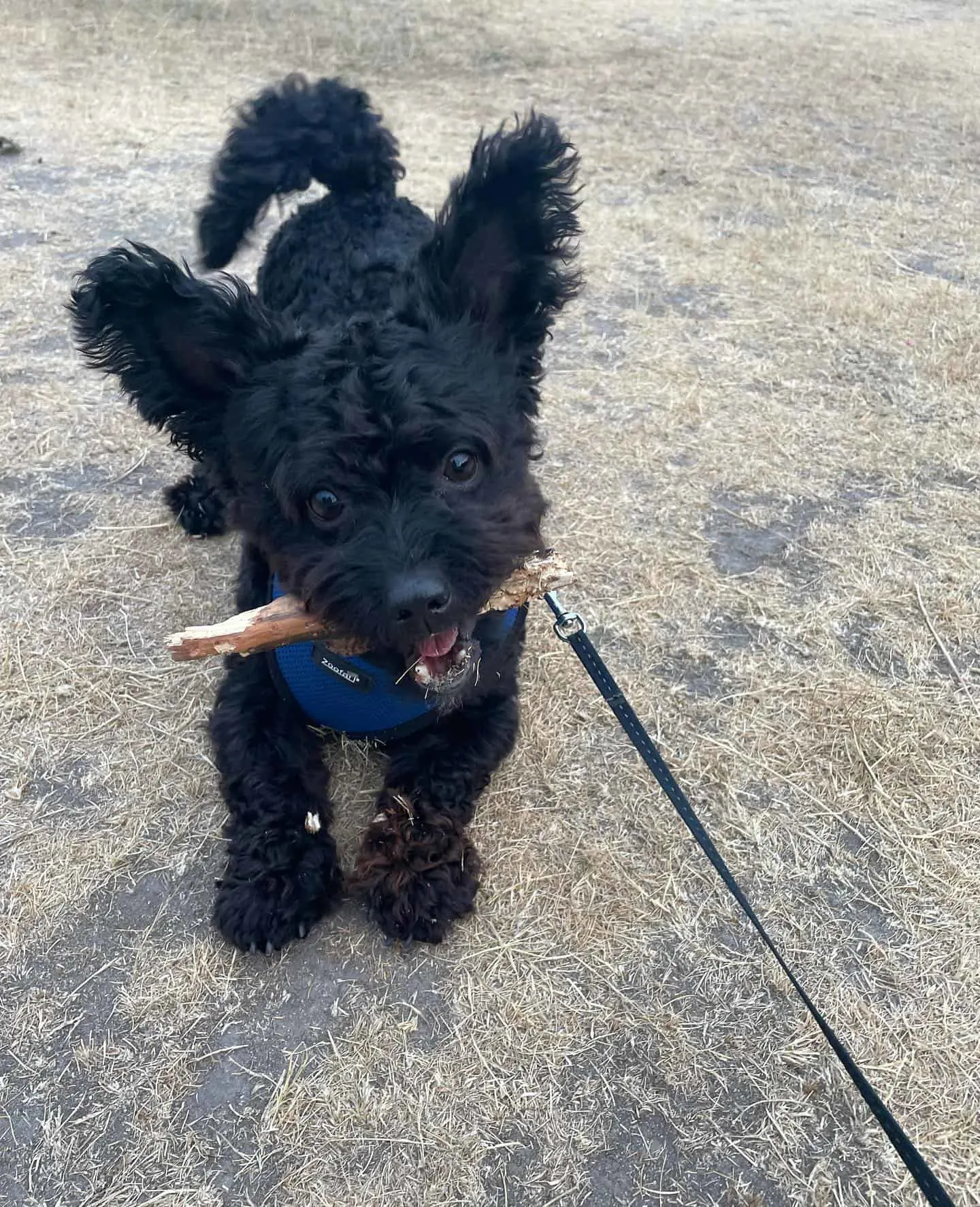 Scoodle holding a stick in mouth