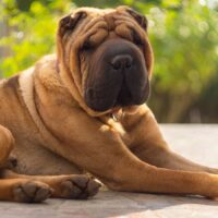 shar pei dog