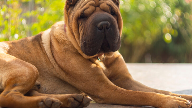 Shar Pei Mixes: 28 Hybrid Pups That Will Melt Your Heart