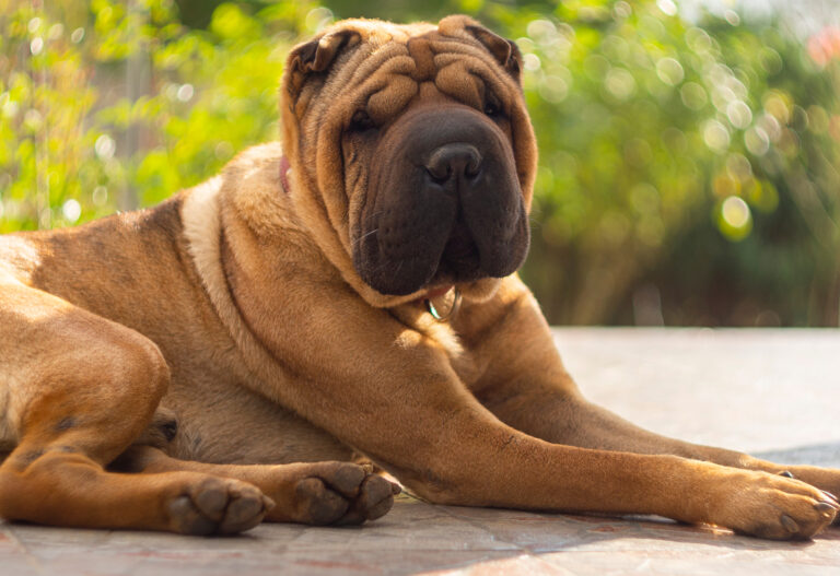shar pei dog
