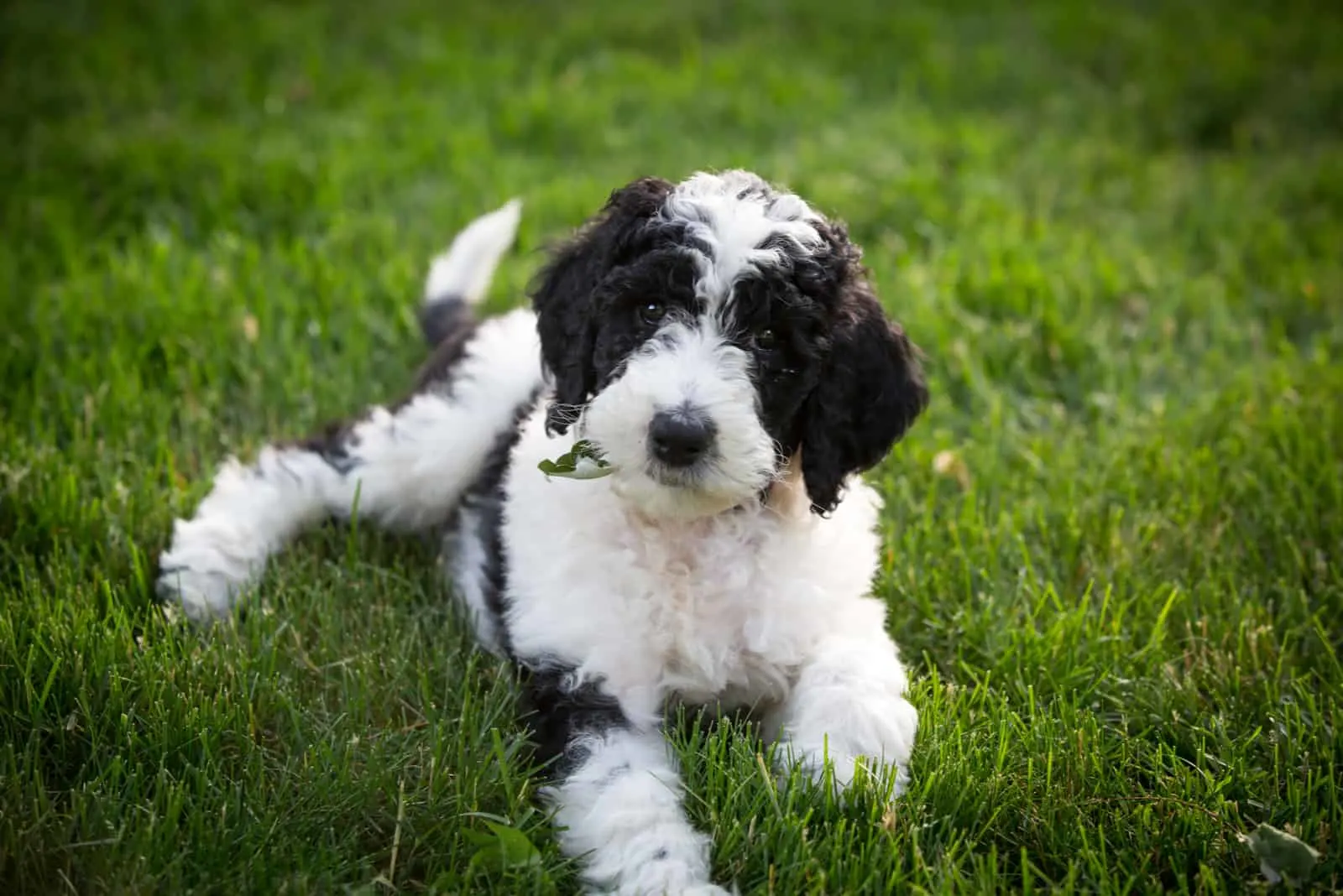 Sheepadoodle puppy six weeks old sitting in the yard