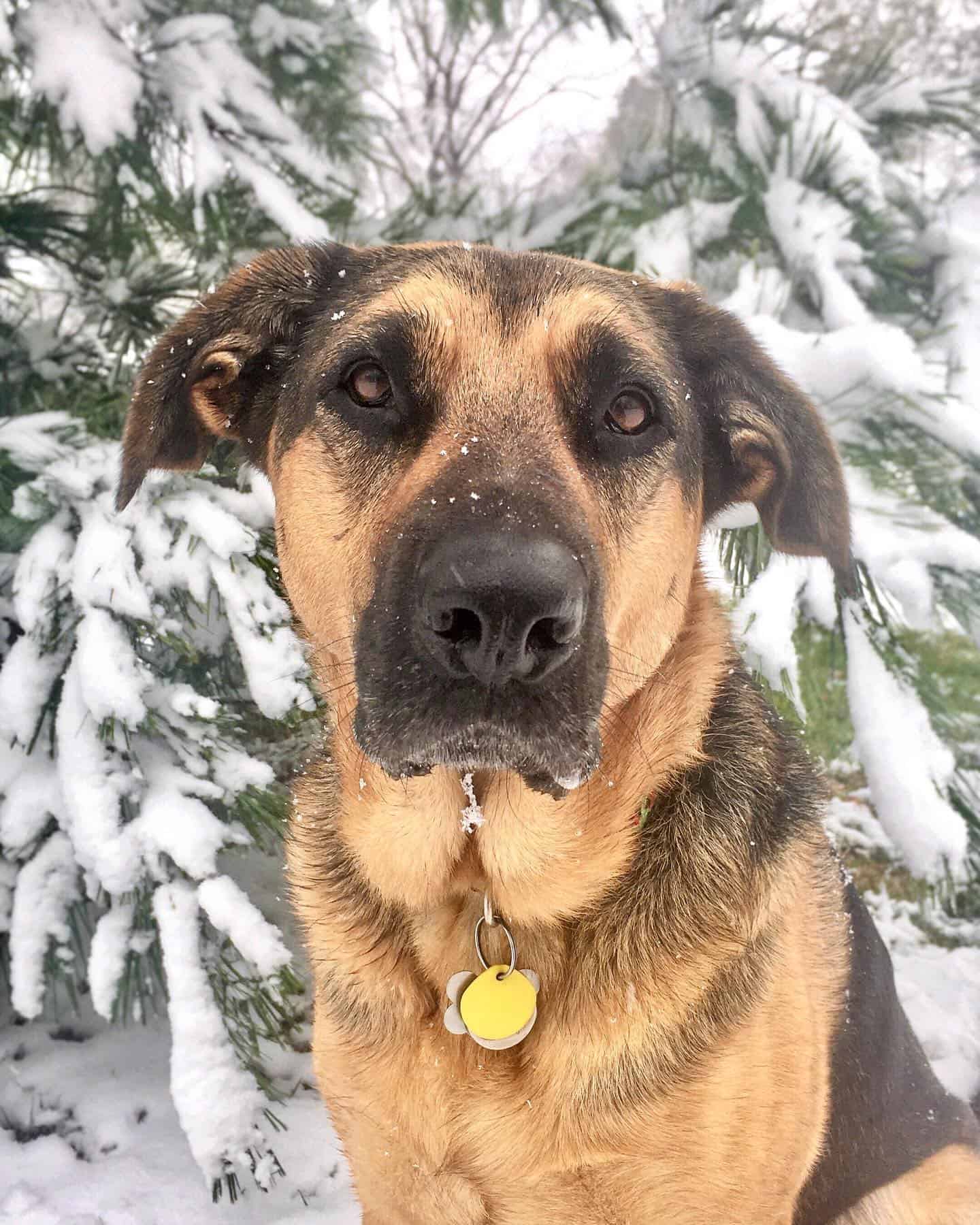 Sheprador in the snow